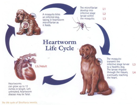 canine heartworm life cycle