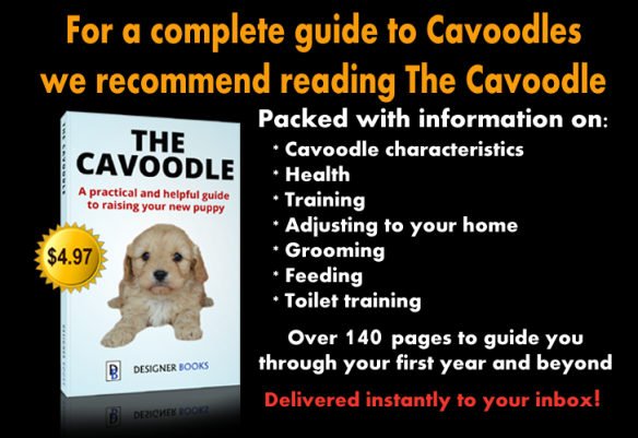 The Cavoodle Book