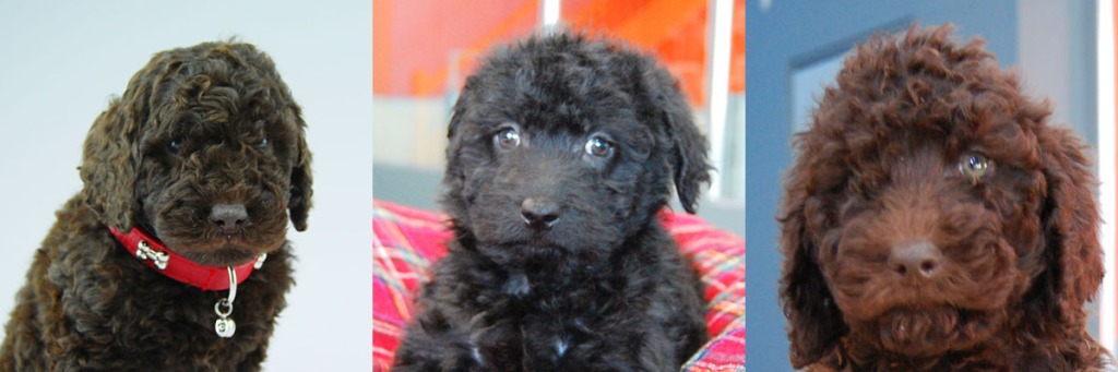 1 black and 2 chocolate Labradoodle puppies