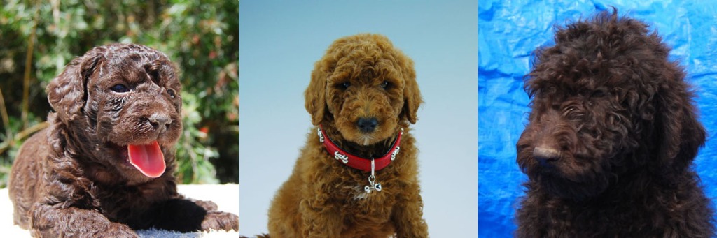 1 red and 2 chocolate Labradoodle puppies