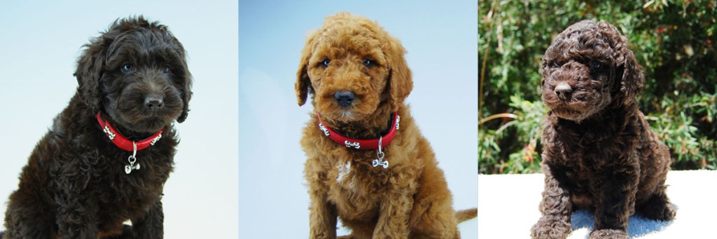 1 red and 2 chocolate Labradoodle puppies