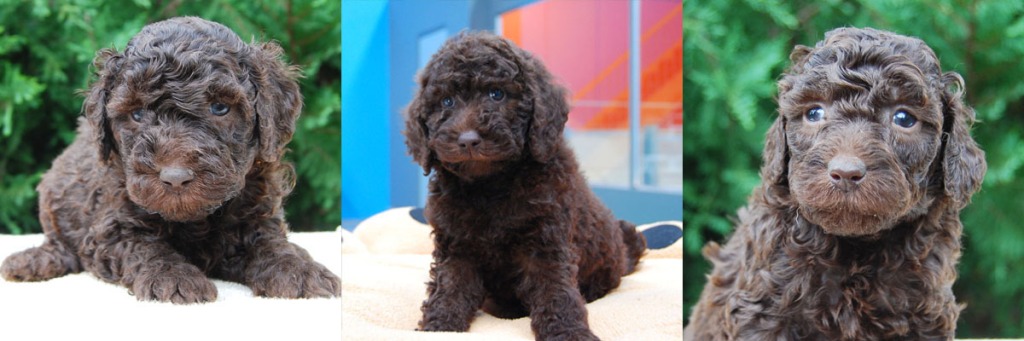 3 chocolate Labradoodle puppies
