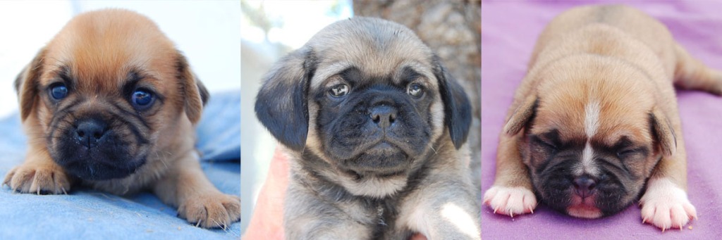 3 fawn Pugalier puppies 