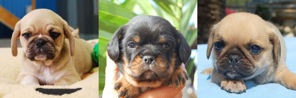 2 fawn and one black and tan Pugalier Puppy