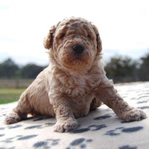 Chevromist Kennels Cavoodle puppy (Cavalier King Charles Spaniel X Poodle)