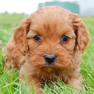 Chevromist Kennels Cavoodle puppy (Cavalier King Charles Spaniel X Poodle)