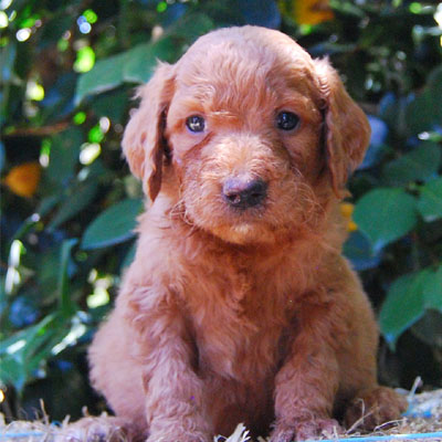 Chevromist Kennels Groodle puppy (Poodle (Mini or Standard size X Golden Retriever)