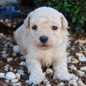 Chevromist Kennels Moodle puppy (Poodle (Mini or Toy size X Maltese)