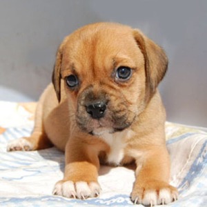 Chevromist Kennels Puggle puppy (Pug X Beagle)