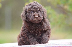 Chocolate wool coat Labradoodle puppy