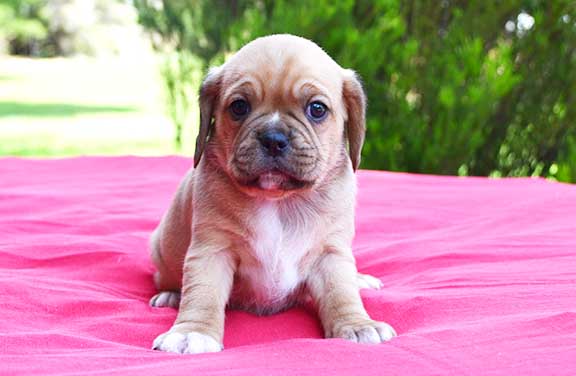 Cute Pugalier puppy on pink blanket